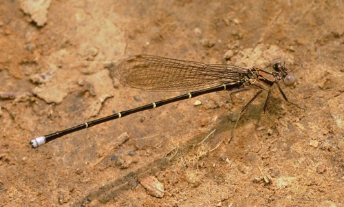 Male, immature
2014_05_27_Floyd Male, immature
2014_05_27_Floyd